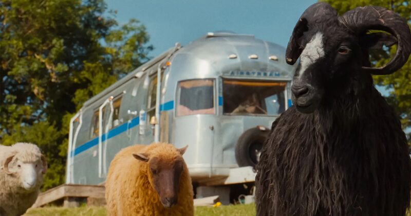 The Sheep Detectives: Una Misteriosa Comedia Familiar con Encanto y Corazón