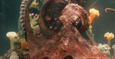 Remarkably Bright Creatures: El cambio clave en la película que mejora la historia del libro