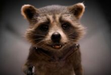 Rocket Raccoon tendrá su propia miniserie que explora su vida antes de Guardianes de la Galaxia