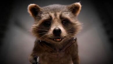 Rocket Raccoon tendrá su propia miniserie que explora su vida antes de Guardianes de la Galaxia