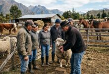 Guía premium: Cómo dominar el cuidado de ganado ovino, bovino y equino en Collipulli (con cursos y consejos prácticos)