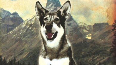 El clásico de la televisión infantil The Littlest Hobo resurge con un reboot oficial impulsado por Seth Rogen y Lionsgate Canadá
