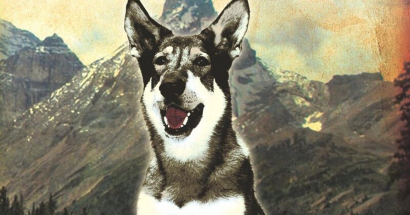 El clásico de la televisión infantil The Littlest Hobo resurge con un reboot oficial impulsado por Seth Rogen y Lionsgate Canadá