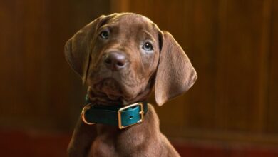 Netflix presenta el primer adelanto de Scooby-Doo: Origins, la esperada serie precuela en live-action