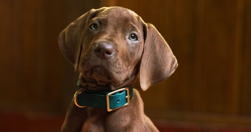 Netflix presenta el primer adelanto de Scooby-Doo: Origins, la esperada serie precuela en live-action